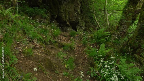 Woodland Path with Wild Garlic and Ferns