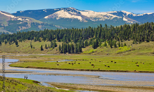 Yellowstone National Park visitors head to the Lamar Valley  to see herds of bison and other wildlife