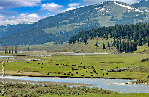 Φωτογραφία Herds of bison congregate in Yellowstone National Park's Lamar Valley