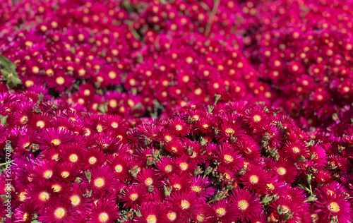 Vibrant carpet of magenta ice plant flowers blooming in bright sunlight. Dense groundcover covered with colorful blossoms, creating a stunning floral landscape full of spring and summer beauty.