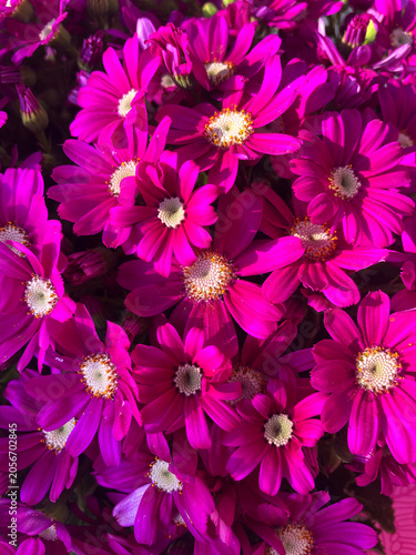Vibrant magenta daisy-like flowers blooming in full sunlight. Colorful floral background with dense blossoms, fresh petals, and bright spring garden beauty, ideal for nature and botanical themes.
