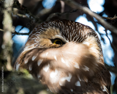 Принти на полотні Saw whet owl close-up