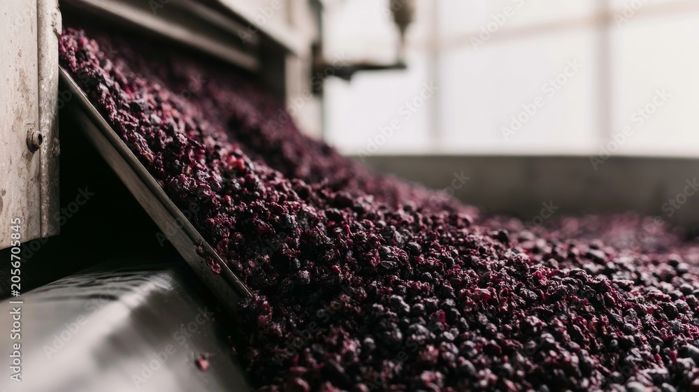Obraz premium Crushed dark grapes moving through industrial winery machinery, processing pomace for red wine fermentation