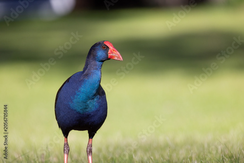 Photos Purple swamphen