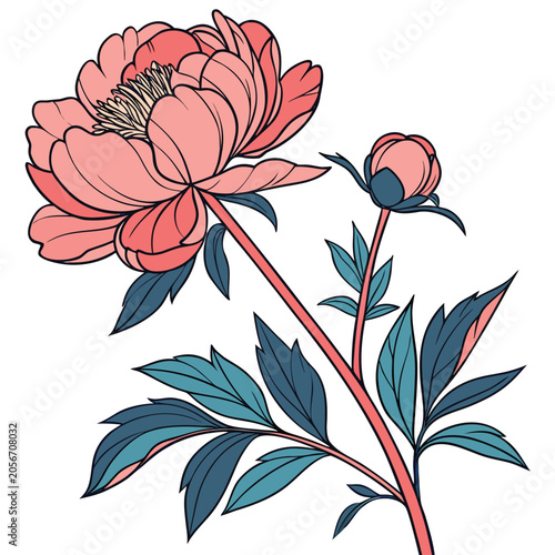 coral peony colorful on white background