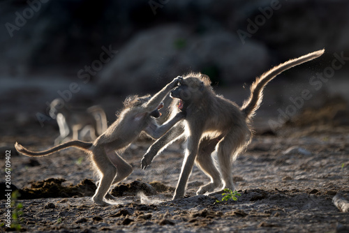 Backlit baboons fighting and playing near the Chobe River