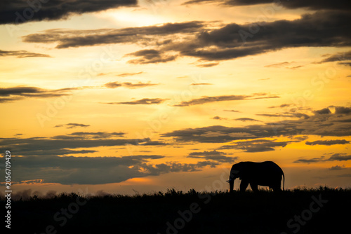 An African elephants silhouetted against the sky in Chobe National Park, Botswana