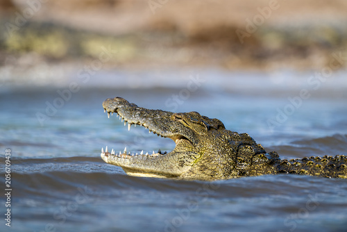Nile crocodile in Chobe River