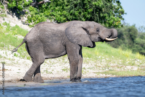 African elephant drinking from CHobe River in Chobe National Park, Botswana