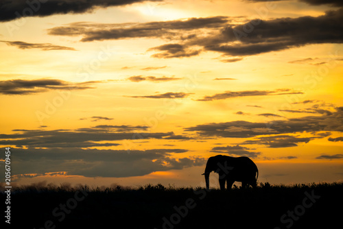 An African elephants silhouetted against the sky in Chobe National Park, Botswana