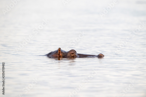 Hippopotamus submerged in the water of Chobe River.