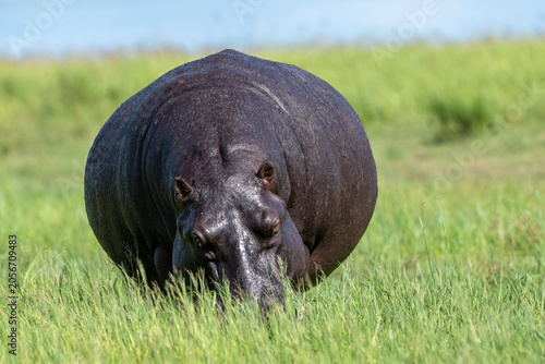 Large Hippopotamus feeding near the shore of the Chobe River.