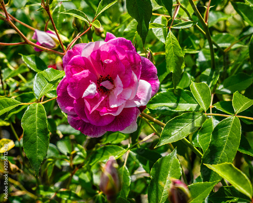 Details Pink Rose