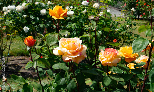 Rose Garden Close-up