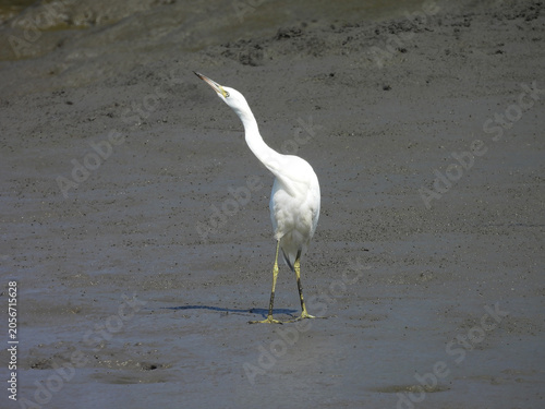 A snowy egret, living within the coastal wetlands of the Bombay Hook National Wildlife Refuge, Kent County, Delaware.