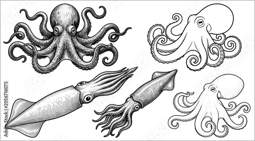 Obraz na płótnie Black and white cephalopod illustration set featuring octopus and squid in detailed and simplified styles for marine design projects