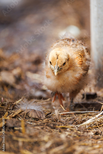 Baby chicken chick standing front-on on straw, bold curious gaze, first wing feathers emerging, loose feather on ground - charming farm portrait