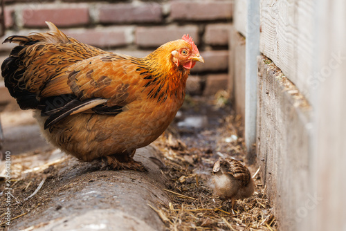 Golden buff hen looking down at tiny newborn chick at her feet, brick wall and wooden fence behind - heartwarming farm mother and chick scene