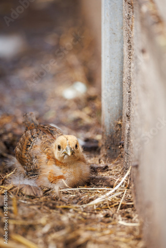 Fluffy golden baby chick crouching beside metal post on straw farm floor, wide alert eyes - tender newborn poultry portrait