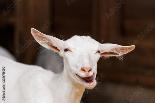 White goat facing camera with mouth wide open mid-bleat, big ears spread, squinting eyes - funny expressive close-up farm animal portrait