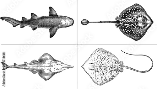Detailed black-and-white illustrations of shark, ray, and guitarfish highlighting morphological diversity of cartilaginous marine species