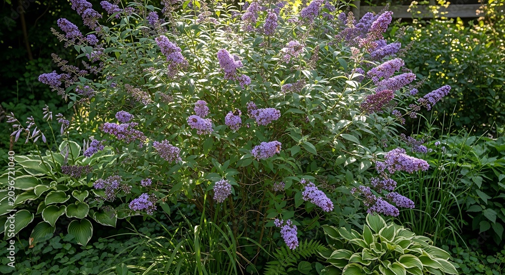 Obraz premium Beautiful purple flowers and green leaves in a garden setting outdoor plants
