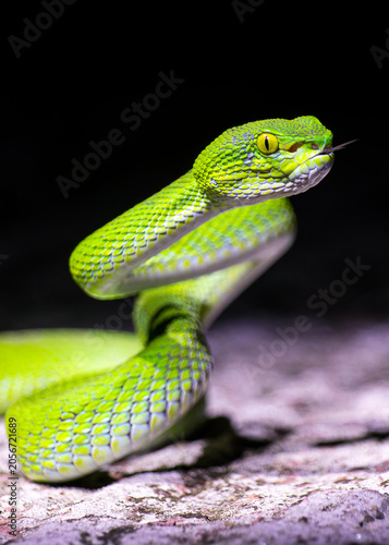Fotografie close up of a green snake