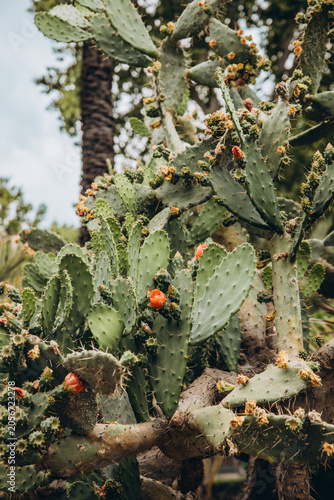 Obraz na płótnie Dense prickly pear cactus with orange red fruit and yellow flowers growing in a