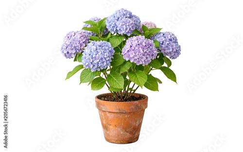 Blooming blue hydrangea in terracotta pot isolated, flowering potted plant garden design element on white and transparent background