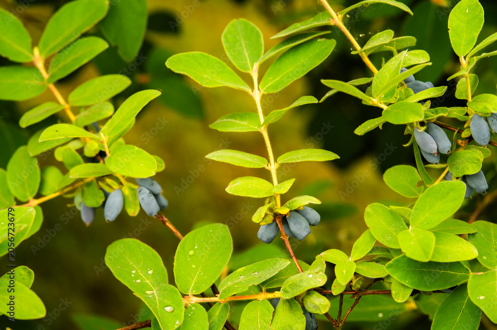 Obraz premium Haskap berries growing in the garden in summer. Selective focus.