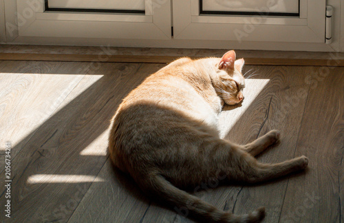 Ginger cat sleeping in a patch of sunlight on wooden floor