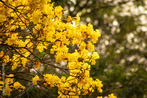 Canvastavla Yellow ipê flower. Yellow Ipê tree in bloom.