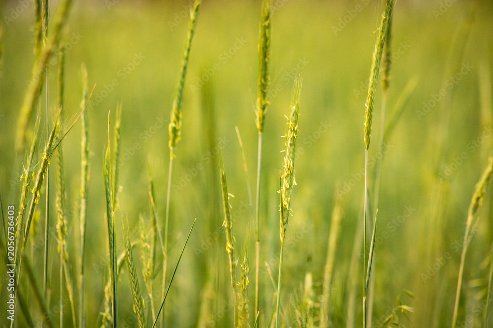 Fototapeta premium Oat plantation