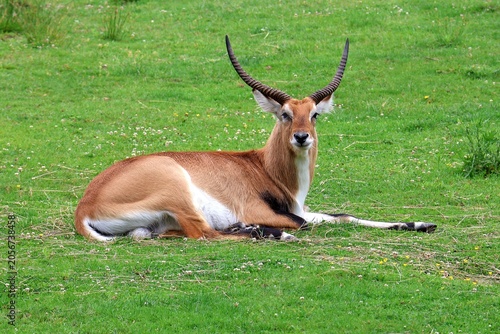 Quadro su tela Litschie's waterbuck lies in the grass. Kobus leche.