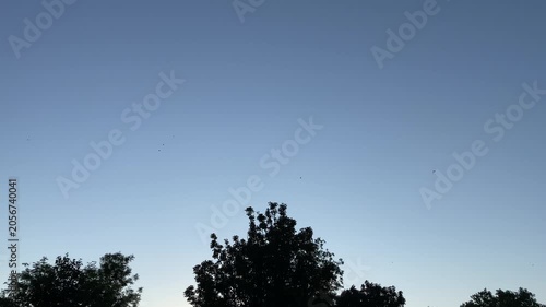Silhouette of Birds Flying at Sunset