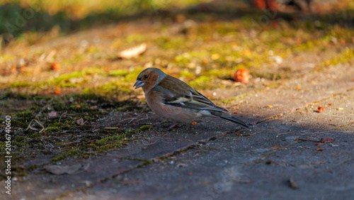 Canvas Print Common chaffinch bird standing on the ground in spring sunlight