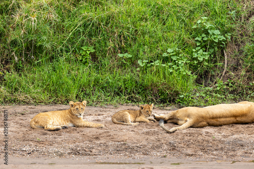 Obraz na plátně Two lion cubs rest on a sandy bank beside a reclining lioness - Masai Mara Natio