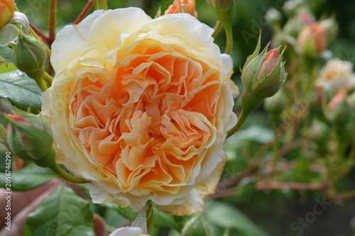 Flower of an English climbing rose