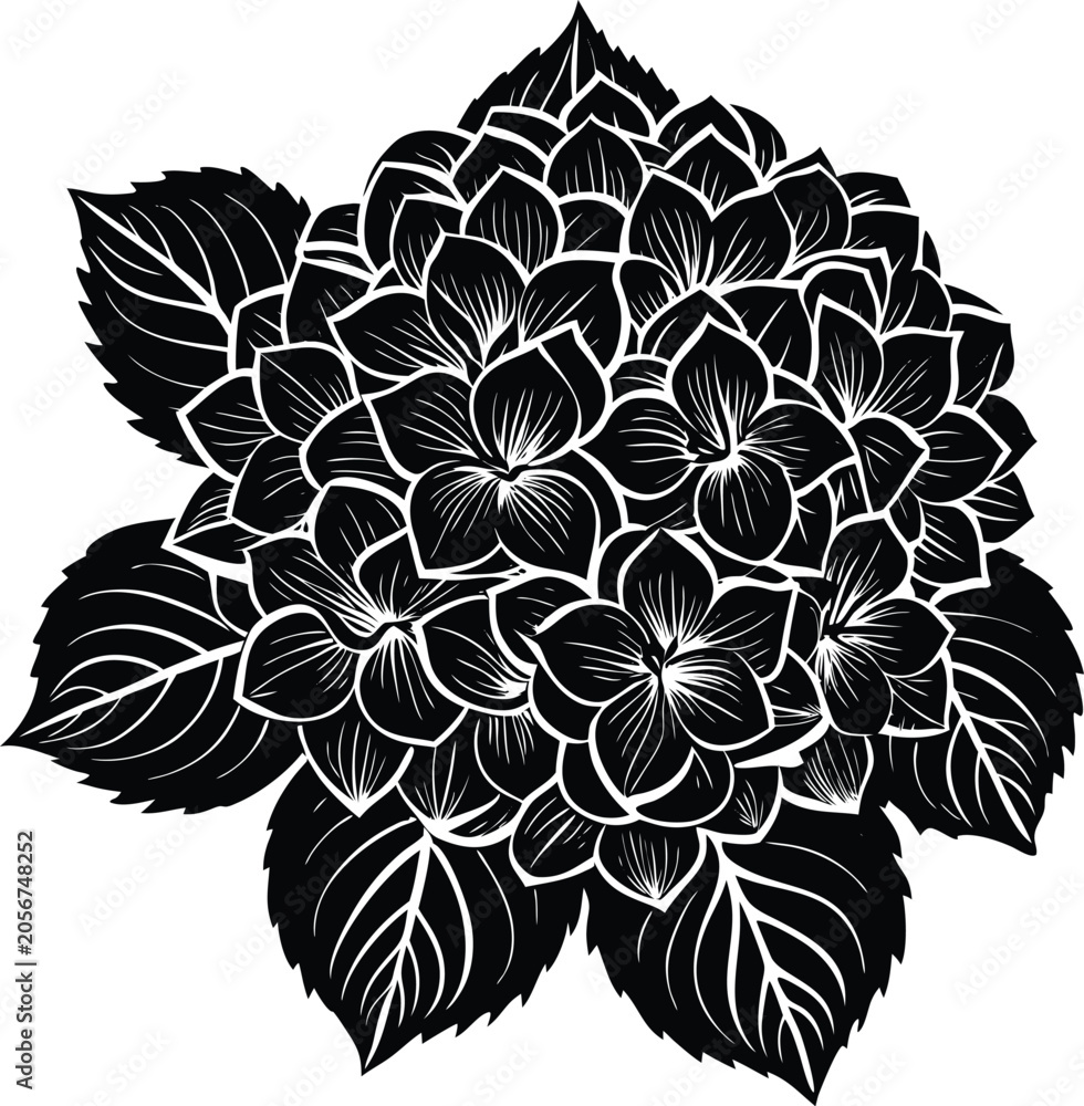 Fototapeta premium Black and white of a hydrangea flower with leaves
