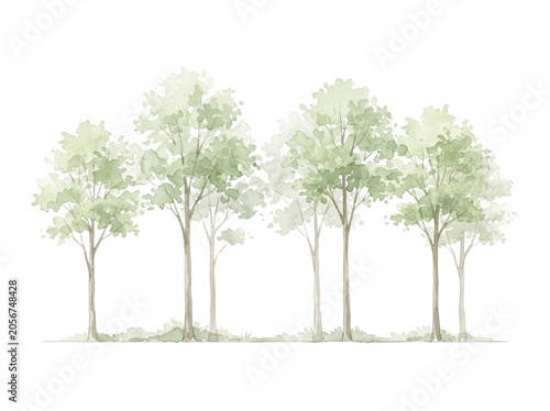 Photos Watercolor Tree Line Cad Elevation Vector Illustration for Architectural Landsca