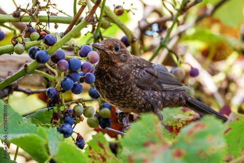 Foto Amsel (Turdus merula)