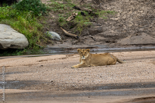 Obraz na płótnie Lioness lies on a sandy riverbed and looks toward the camera - Masai Mara Nation