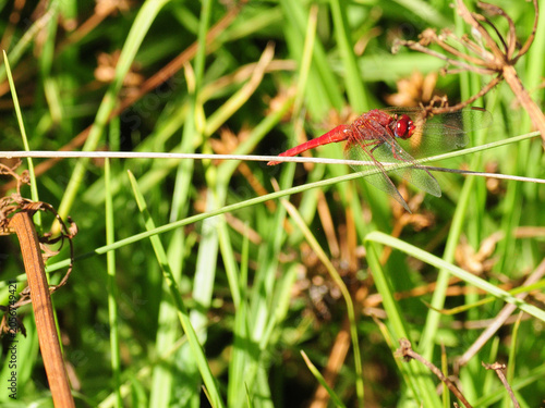 red dragonfly