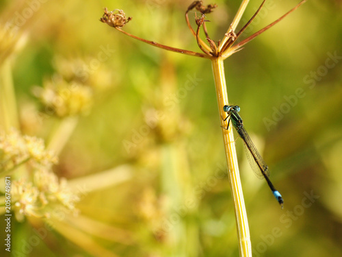 Damselfly on a fennel stem