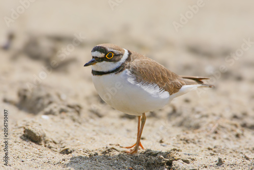 Cuadro en lienzo A detailed, side-profile macro shot of a male Little Ringed Plover (Charadrius dubius) standing alerts on a dry, sandy shore during its breeding ritual