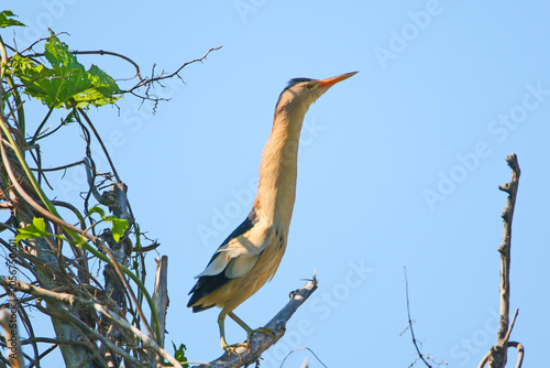 Tablou pe pânză An original low-angle perspective of a male Little Bittern (Ixobrychus minutus) stretching its long neck upward while perched on a branch against a clear blue sky