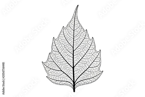 A delicate black and white illustration of a leaf skeleton isolated on white background with intricate veins and edges