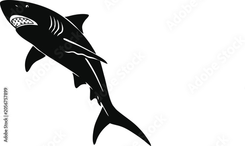 Photography vector illustration of a shark