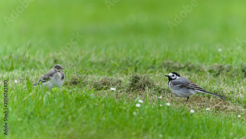 Принти на полотні Adult white wagtail, Motacilla alba, with its young juvenile chick on a green grass lawn