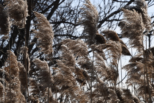 Fotografie feathery grass